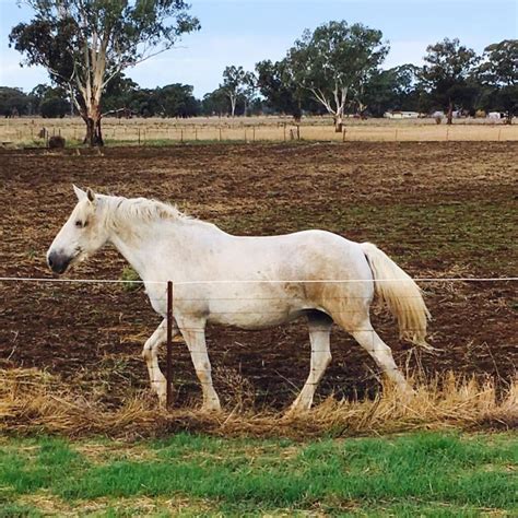 10 Best Australian Horse Breeds That Are Marvelous
