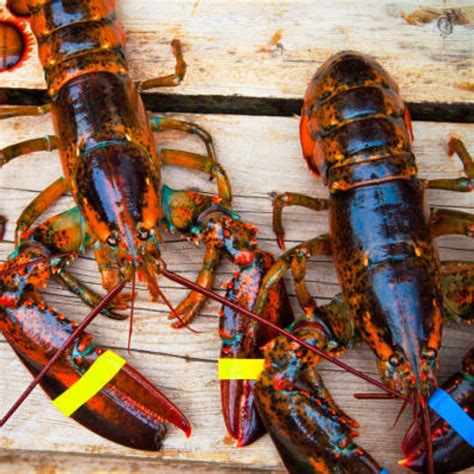 Canadian Lobster Ifish Hong Kong
