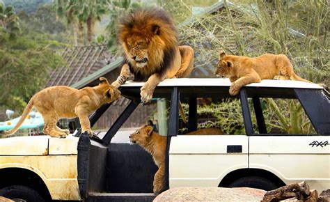Wild Times at San Diego Zoo Safari Park ⋆ Savvy California | Safari