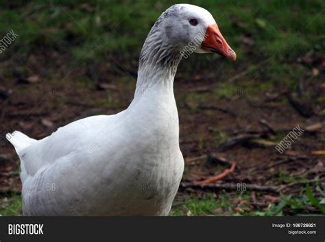 Maybe you would like to learn more about one of these? White Goose Orange Beak Park Image & Photo | Bigstock