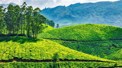 Green Tea Plantations In Munnar Kerala India Windows Spotlight Images