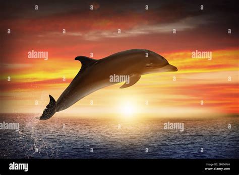 Beautiful Bottlenose Dolphin Jumping Out Of Sea At Sunset Stock Photo