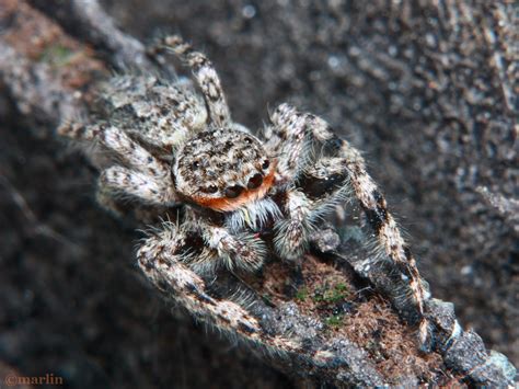 Jumping Spider Platycryptus Undatus North American Insects And Spiders