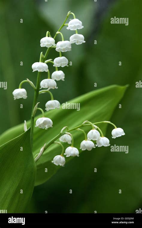 Lily Of The Valley Convallaria Majalis Stock Photo Alamy