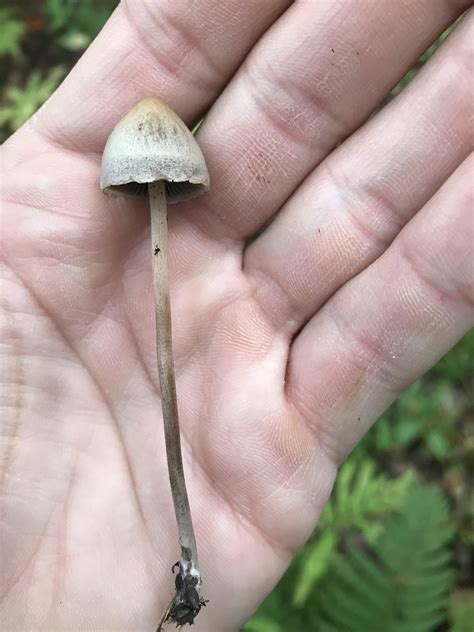 Psilocybe Semilanceata Magic Mushrooms Guide Where Shrooms Are Legal