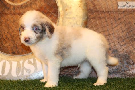 Boone Aussiedoodle Puppy For Sale Near Dallas Fort Worth Texas