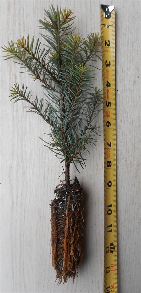 Abies Procera Noble Fir Seedlings Potted 1 Year Potted 2 Year And 3