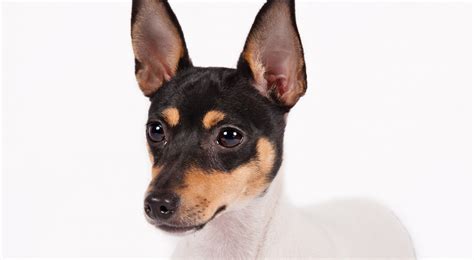 Toy Fox Terrier Dog Breed Information American Kennel Club