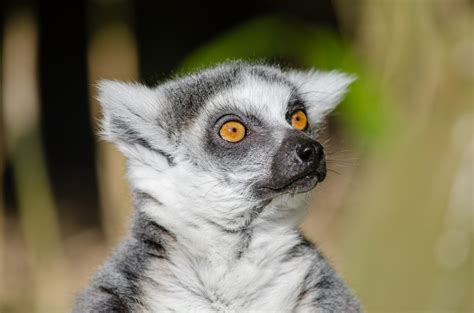 Cute Lemur Of Madagascar Free Stock Photo Public Domain Pictures