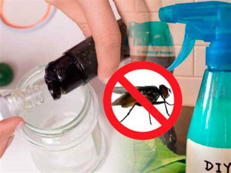 Método definitivo para eliminar moscas y mosquitos de la casa