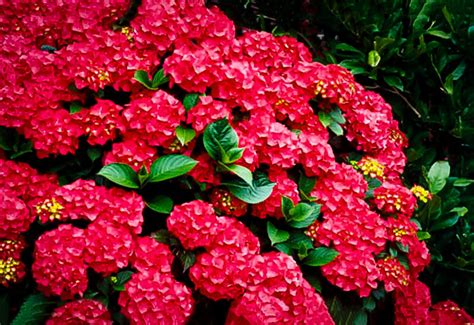 Cardinal Red Hydrangeas For Sale Online The Tree Center