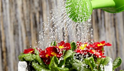 How Often Should You Water Plants Indoor F