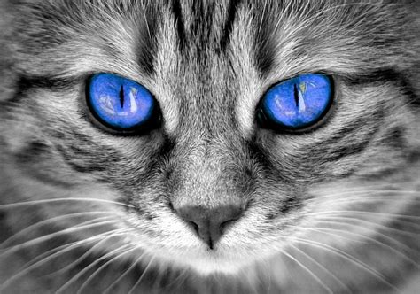 But have you ever come across a cat who has two different colored eyes? Cat Eye Colors - Why Cats Eyes Changing Colors? » Happy ...