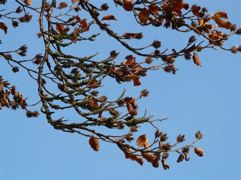 무료 이미지 자연 분기 꽃 잎 봄 생기게 하다 가을 식물학 너트 플로라 시즌 작은 가지 관목 과일