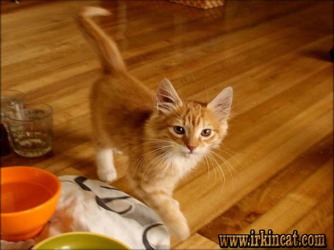 Most owners notice that their cats tend to be close in proximity when it is near feeding time. Orange Kittens For Sale Near Me | irkincat.com