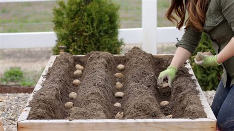 Growing mescaline cacti from seed is a simple, rewarding activity that anyone can do as long as they have. How to Plant Potatoes! 🥔🌿 // Garden Answer - YouTube