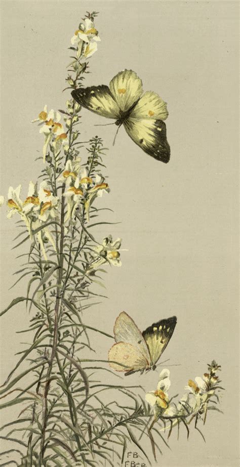 Beautiful Vintage Yellow Butterflies Image The Graphics Fairy