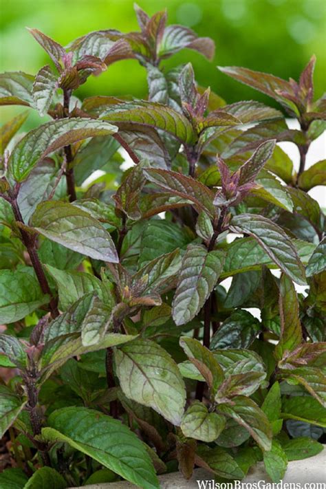 Organic Chocolate Mint Plant 1 Count Very Large Grown In The Usa