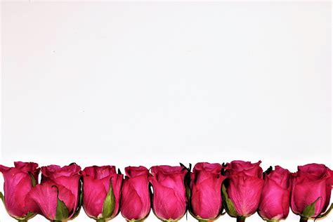 Pink Rose Buds Background Free Stock Photo Public Domain Pictures