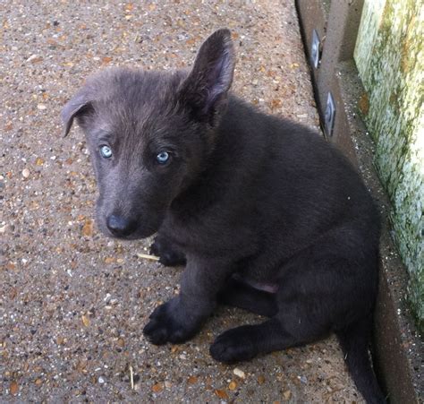 German shepherd with blue eyes. Blue German Shepherds - Google Search | Bucket List - Dogs ...