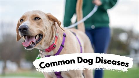 Unveiling The Top 10 Most Common Dog Diseases A Guide For Pet Owners