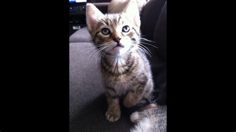 In a nutshell, introducing a kitten to an older cat is, in fact, easier than introducing two adults. How to introduce your new kitten to your older cat - YouTube