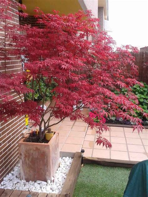 We did not find results for: Japanischer Ahorn im Garten - 50 Gestaltungsideen | Garten ...