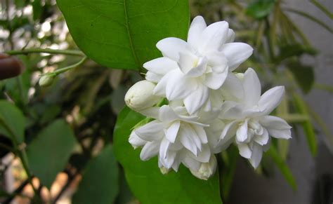 Chickona Mallige Flower Plant