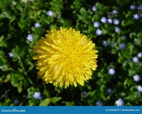 Dandelion Blowball Lions Tooth Priests Stock Photos Free And Royalty