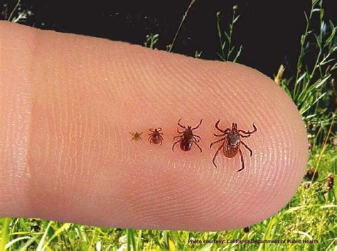 What Do Ticks Look Like 23 Pictures Of Ticks In All Life Stages