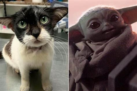 Shocking Update Rescued Feline Dubbed Baby Yoda Cat Is Totally