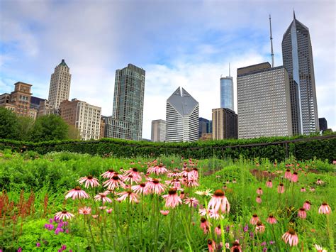 11 Amazing Skyline Views In Chicago