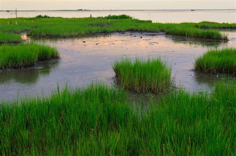 The primary factor that distinguishes wetlands from other land forms or water bodies is the characteristic vegetation of aquatic plants, adapted to the unique hydric soil. American Wetlands Month | Gallinas Watershed Council