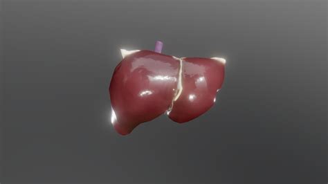 Human Liver Model 2020 3d Model By Jespes 9e7e02b Sketchfab