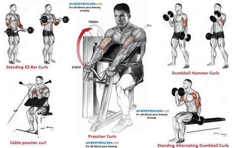 Bicep Training Workout Routine For Men Biceps Workout Biceps