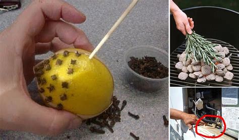 Citrus peels will keep away pests like spiders, ants and mosquitos. Bugsaway - Generasjonsskifte landbruk