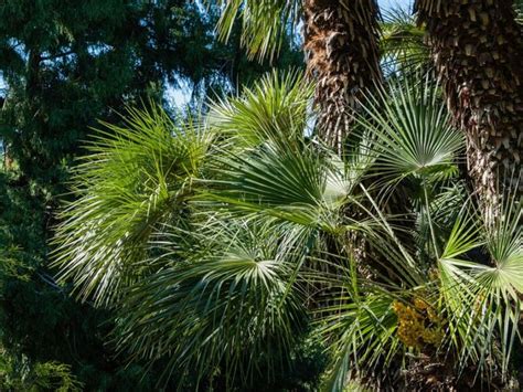 Growing Palm Trees From Cuttings Learn About Windmill Palm Propagation