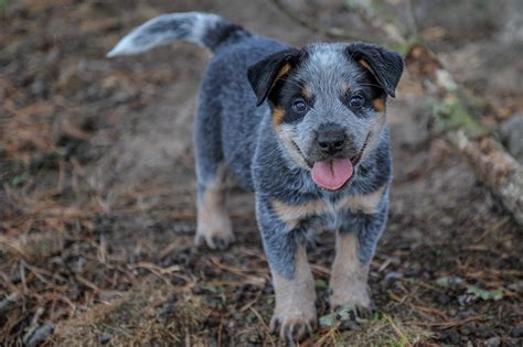 The compact but muscular australian cattle dog, also called blue heeler or queensland heeler, is related to australia's famous wild dog, the dingo. Sanmichaele-Australian-Cattle-Dog-Pups-blue-male-11