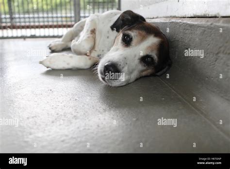 Dog In Rescue Center Stock Photo Alamy