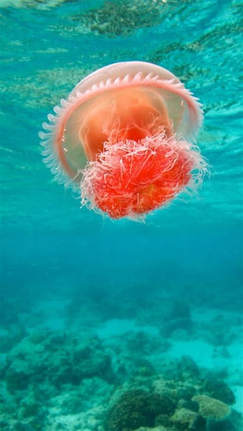 Wonderful Undersea Ocean Beautiful Jellyfish Iphone 6