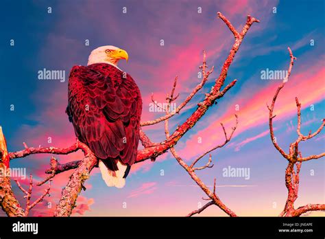 American Bald Eagle At Sunrise Hi Res Stock Photography And Images Alamy