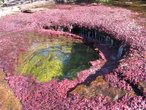 Caño Cristales Has Been Referred To As The River Of Five Colors The