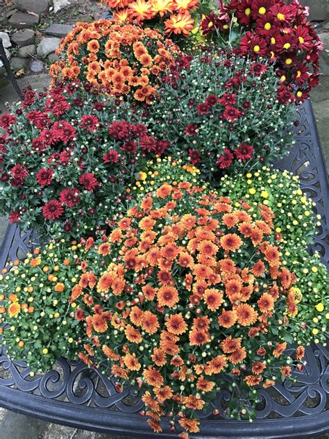 Fall Is Just Around The Corner When The Mums Start To Bloom Around The