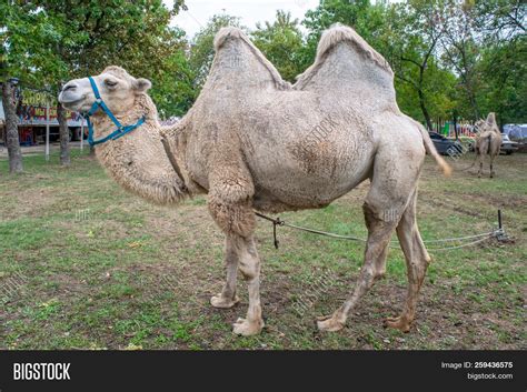 Thank you for notifying us. Two-humped Camel City Image & Photo (Free Trial) | Bigstock