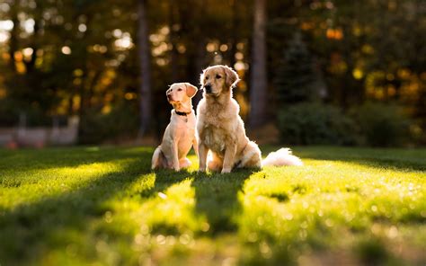 Dog Golden Retrievers Nature Forest Trees Depth Of Field Bokeh