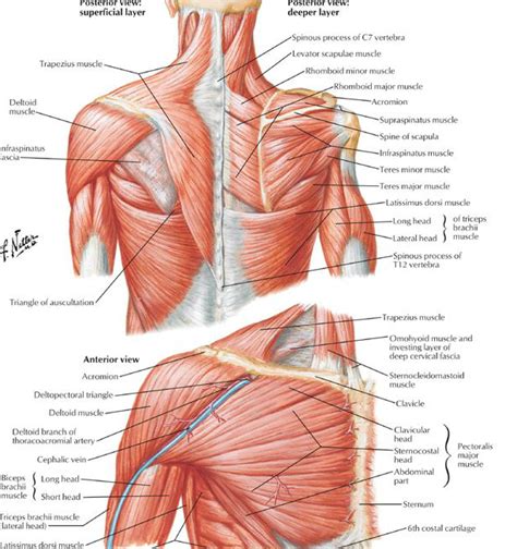 Shoulder impingement syndrome is a common cause of shoulder pain. The role of the scapula in Shoulder Impingement Syndrome ...