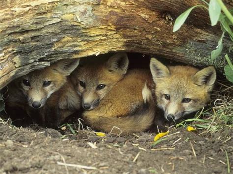 Red Fox Kits Huddled At Den Entrance Photographic Print By Daniel Cox