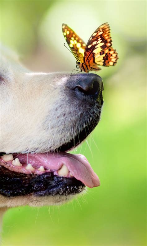 Butterfly On Dogs Nose Wallpaper For 768x1280