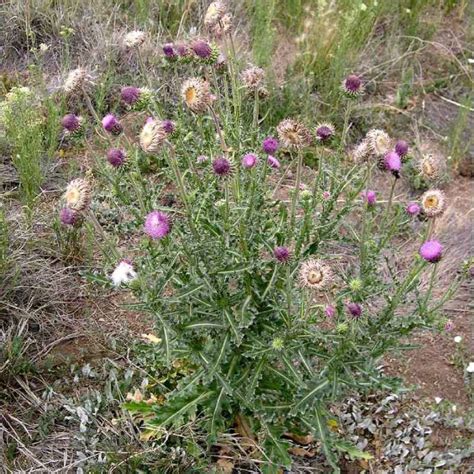 Musk Thistle — Northern Arizona Invasive Plants