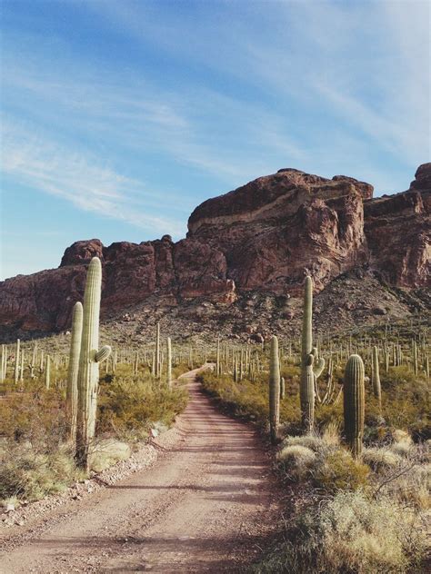 Tucson cactus and succulent society provides activities for people interested in cactus and no scheduled public sales at this time. Just outside Tucson | Sonoran desert, Tucson arizona, Arizona